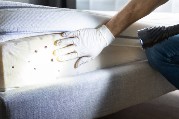 Wasp Removal Services in Ebensburg, PA